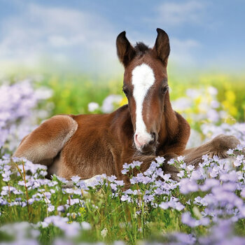 Calendrier 2024 Chevaux AVEC POSTER OFFERT