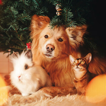 Calendrier 2024 Animaux AVEC POSTER OFFERT Calendrier 2024 Animaux AVEC POSTER OFFERT