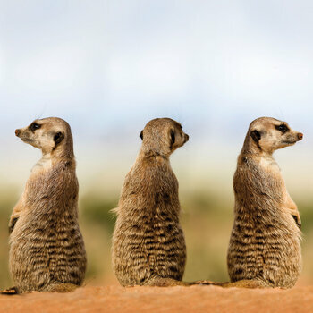 Calendrier 2024 Suricate avec poster offert 