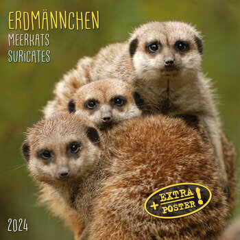 Calendrier 2024 Suricate avec poster offert Calendrier 2024 Suricate avec poster offert