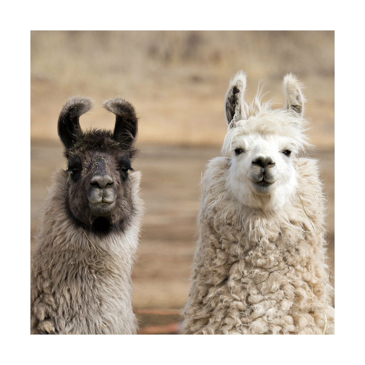 Calendrier 2024 Lama avec poster offert