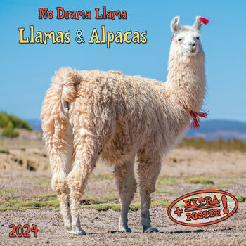 Calendrier 2024 Lama avec poster offert Calendrier 2024 Lama avec poster offert