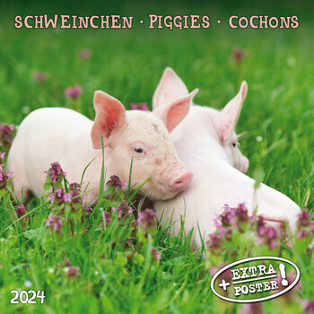 Calendrier 2024 Cochon AVEC POSTER OFFERT