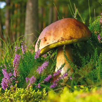 Calendrier 2024 Champignons AVEC POSTER OFFERT Calendrier 2024 Champignons AVEC POSTER OFFERT