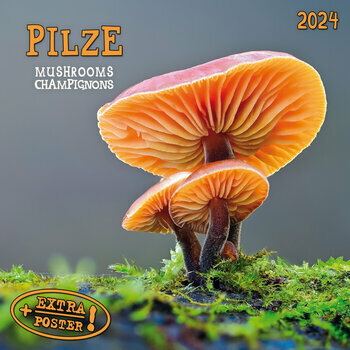 Calendrier 2024 Champignons AVEC POSTER OFFERT Calendrier 2024 Champignons AVEC POSTER OFFERT