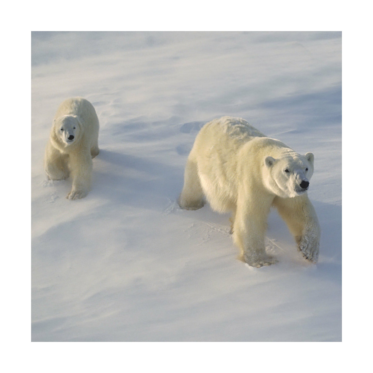 Calendrier 2024 Ours Polaire avec poster offert
