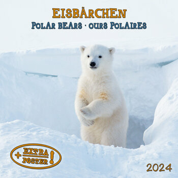 Calendrier 2024 Ours Polaire AVEC POSTER OFFERT