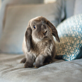 Calendrier 2024 Lapin avec poster offert Calendrier 2024 Lapin avec poster offert