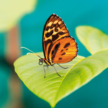Calendrier 2024 Papillon AVEC POSTER OFFERT Calendrier 2024 Papillon AVEC POSTER OFFERT