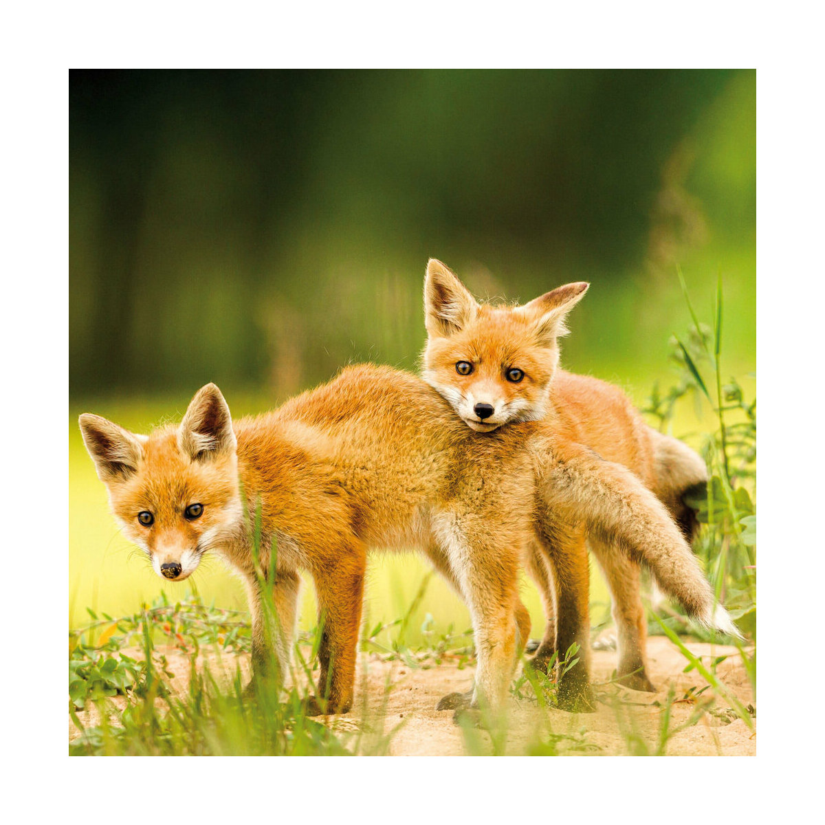 Calendrier 2024 Bébés Animaux AVEC POSTER OFFERT