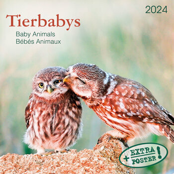 Calendrier 2024 Bébés Animaux AVEC POSTER OFFERT Calendrier 2024 Bébés Animaux AVEC POSTER OFFERT