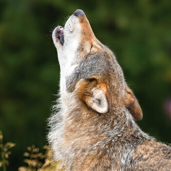 Calendrier 2024 Loup avec poster offert 