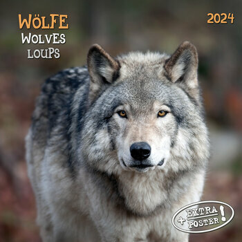 Calendrier 2024 Loup avec poster offert 