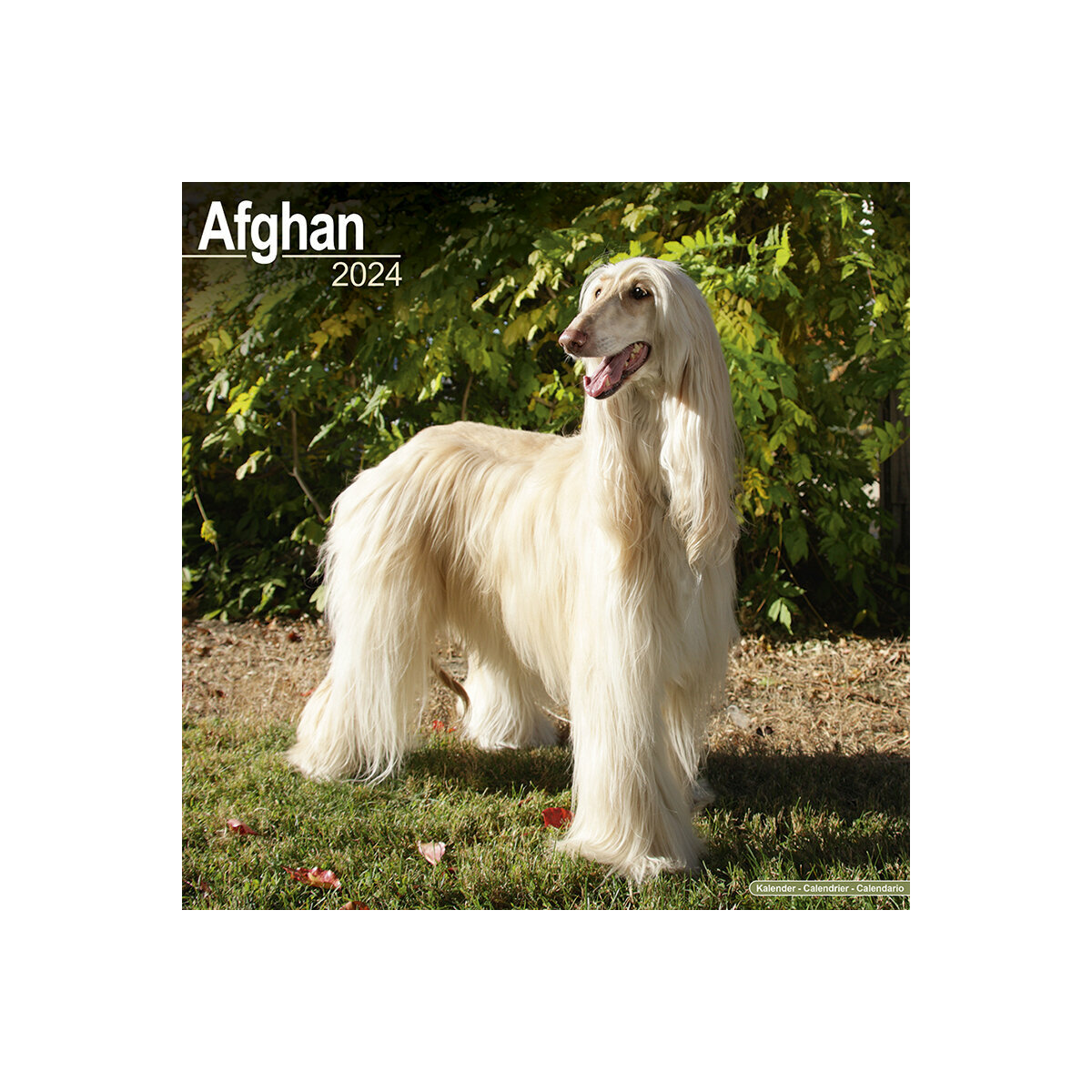 calendrier Lévrier Afghan 2024