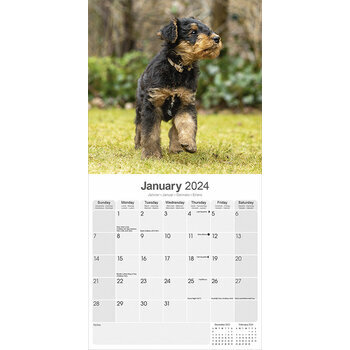 Calendrier 2024 Airedale terrier Calendrier 2024 Airedale terrier
