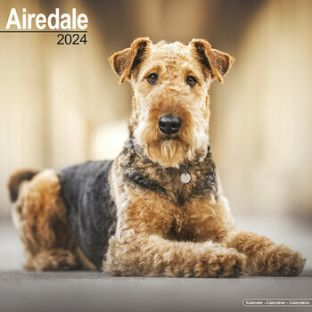 Calendrier 2024 Airedale terrier