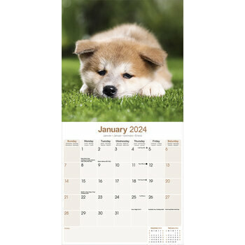 Calendrier 2024 Akita Calendrier 2024 Akita