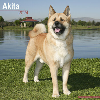 Calendrier 2024 Akita Calendrier 2024 Akita