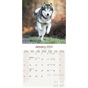 Calendrier 2024 Alaskan malamute