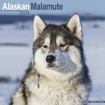 Calendrier 2024 Alaskan malamute