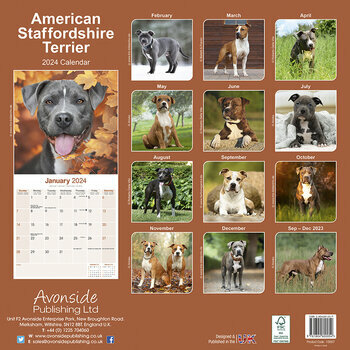 Calendrier 2024 American staffordshire terrier