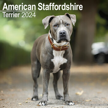 Calendrier 2024 American staffordshire terrier