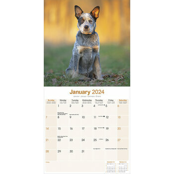 Calendrier 2024 Australian cattle dog Calendrier 2024 Australian cattle dog