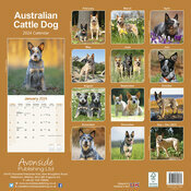 Calendrier 2024 Australian cattle dog