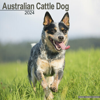 Calendrier 2024 Australian cattle dog