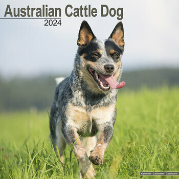 Calendrier 2024 Australian cattle dog Calendrier 2024 Australian cattle dog