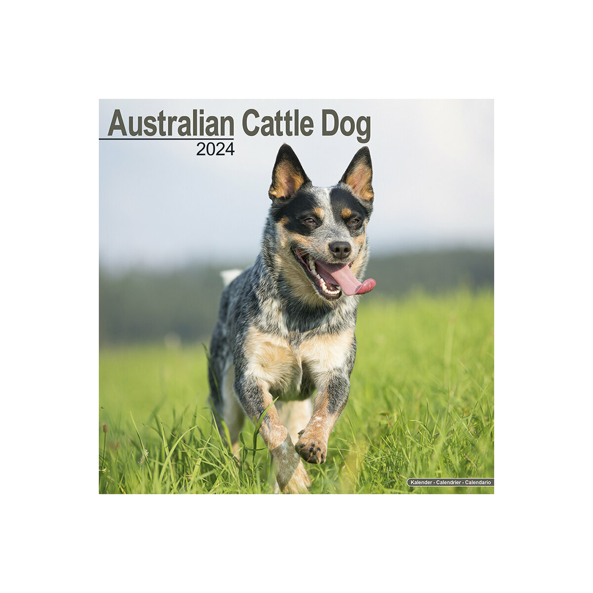 calendrier Australian cattle dog 2024