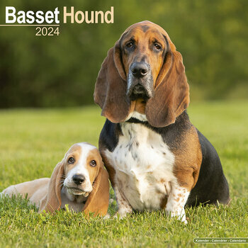 Calendrier 2024 Basset hound Calendrier 2024 Basset hound