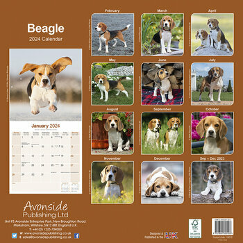 Calendrier 2024 Beagle Calendrier 2024 Beagle