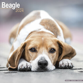 Calendrier 2024 Beagle Calendrier 2024 Beagle