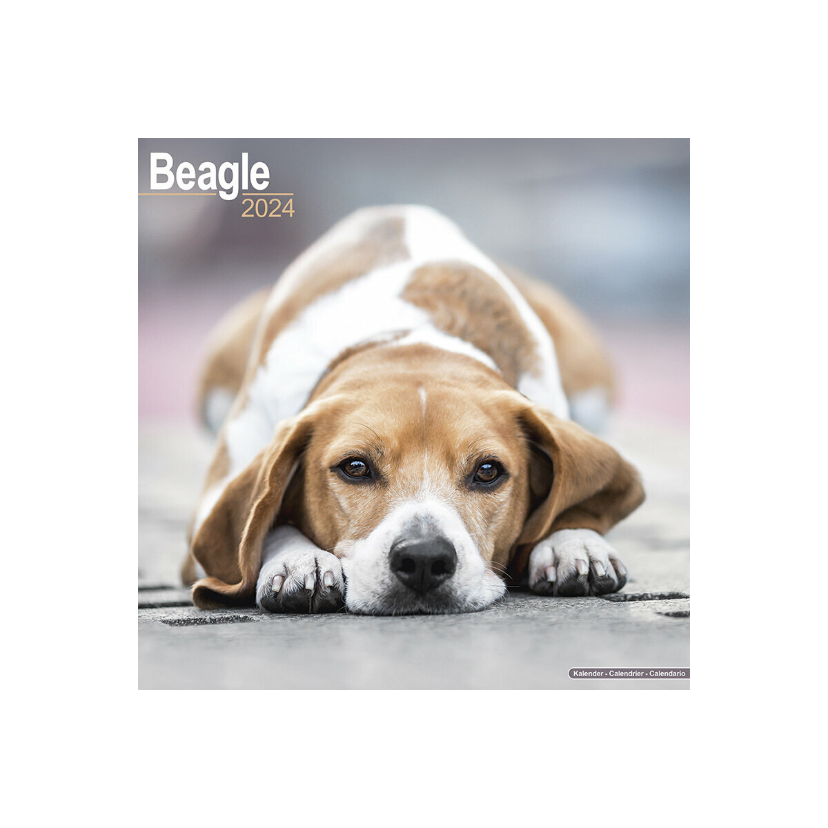 Calendrier 2024 Beagle