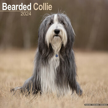 Calendrier 2024 Bearded collie