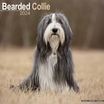 Calendrier 2024 Bearded collie Calendrier 2024 Bearded collie