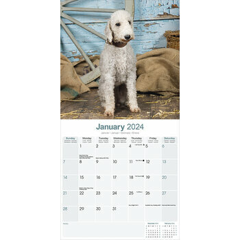 Calendrier 2024 Bedlington terrier Calendrier 2024 Bedlington terrier