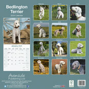 Calendrier 2024 Bedlington terrier