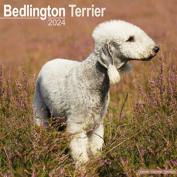 Calendrier 2024 Bedlington terrier Calendrier 2024 Bedlington terrier