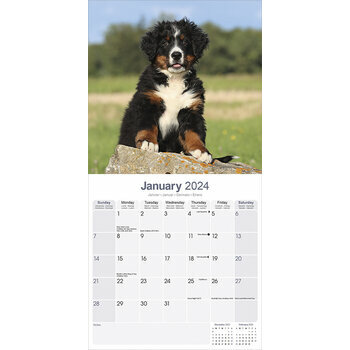Calendrier 2024 Bouvier bernois Calendrier 2024 Bouvier bernois