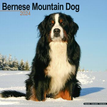 Calendrier 2024 Bouvier bernois Calendrier 2024 Bouvier bernois