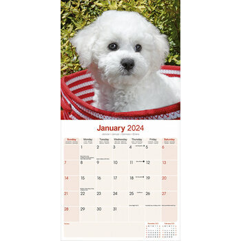 Calendrier 2024 Bichon frisé