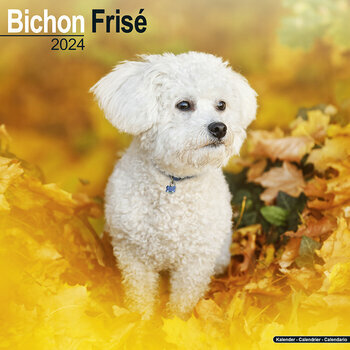 Calendrier 2024 Bichon frisé Calendrier 2024 Bichon frisé