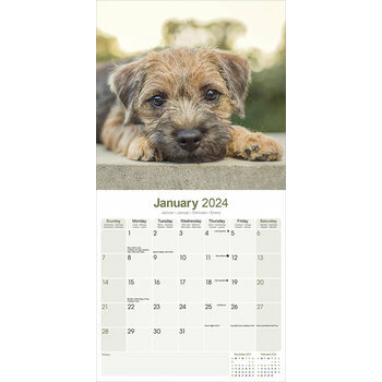 Calendrier 2024 Border terrier Calendrier 2024 Border terrier