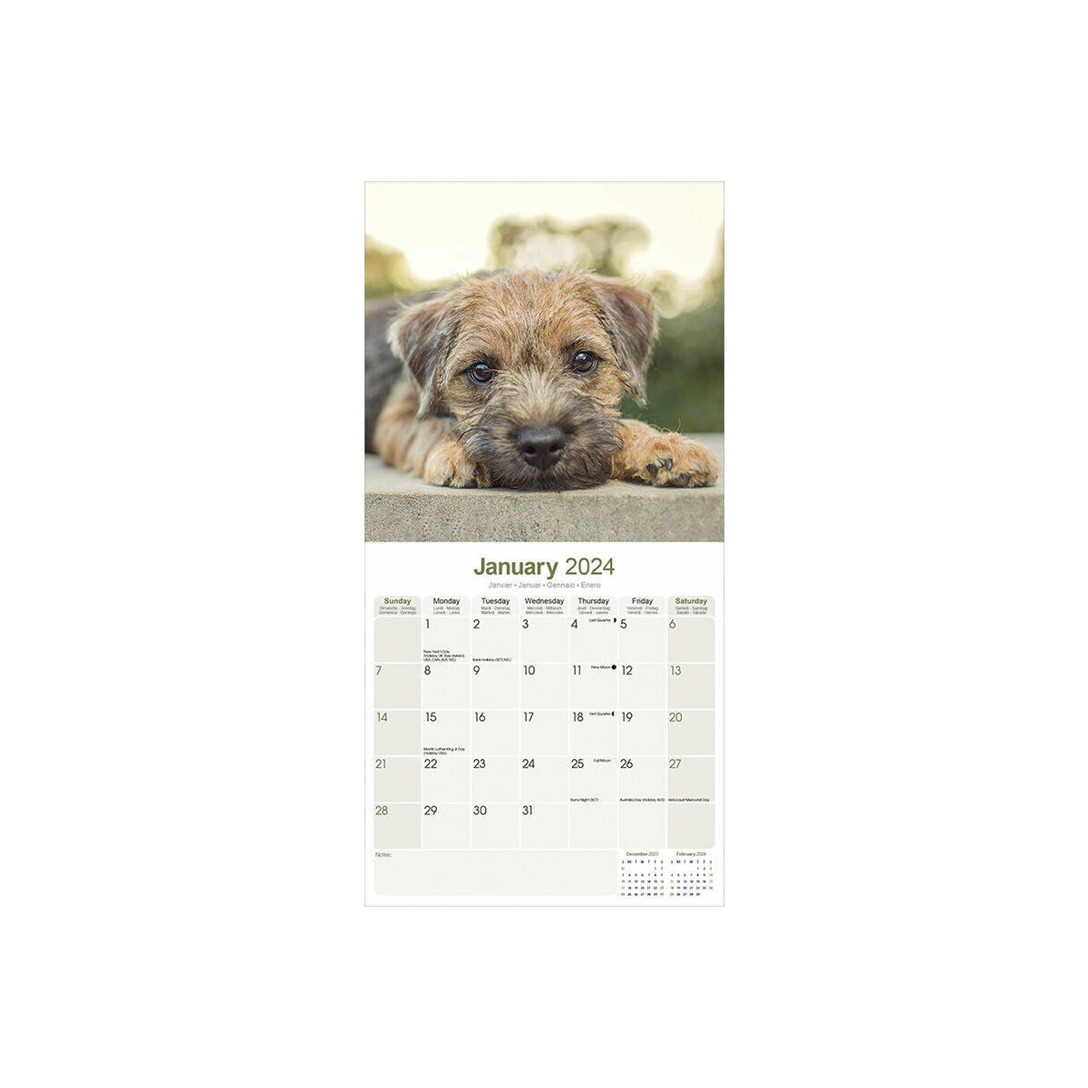 calendrier Border terrier 2024