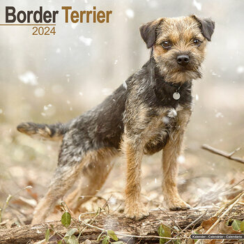 Calendrier 2024 Border terrier