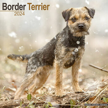 Calendrier 2024 Border terrier Calendrier 2024 Border terrier
