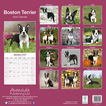 Calendrier 2024 Boston terrier Calendrier 2024 Boston terrier