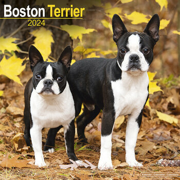 Calendrier 2024 Boston terrier Calendrier 2024 Boston terrier